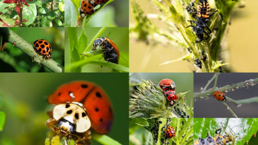 Biedronki na mszyce | Naturalne zwalczanie szkodników