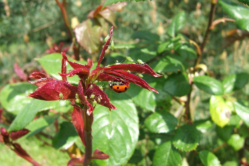 Biedronki atakują mszyce fot. Desblaches - Pixabay