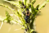 larwa biedronki żeruje w kolonii mszyc fot. Myriams-Fotos - Pixabay.jpg
