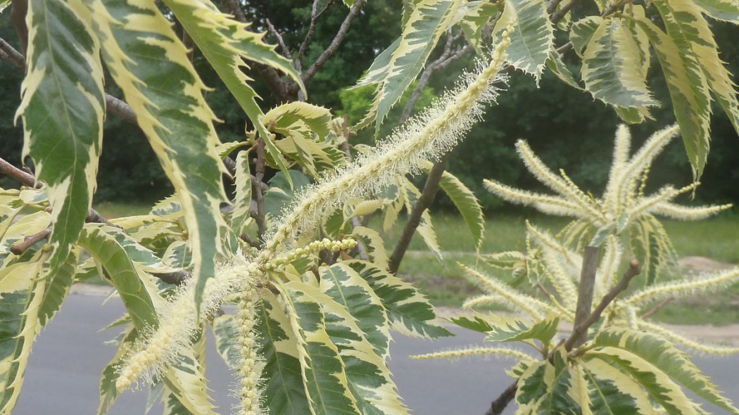 Kasztan jadalny Castanea sativa 'Aureomarginata' liscie i kwiaty, fot. Wikipedia Commons