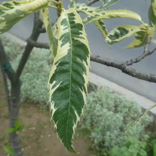 Kasztan jadalny 'Aureomarginata'