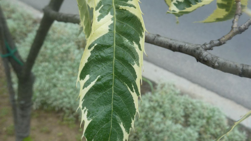 Kasztan jadalny Castanea sativa 'Aureomarginata' liscie i kwiaty, fot. Wikipedia Commons