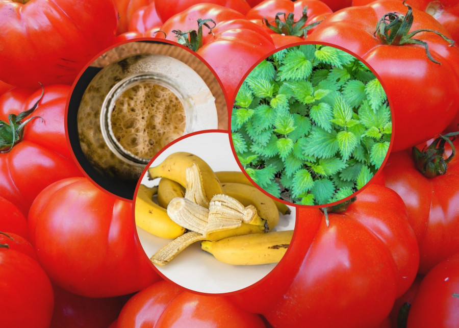 Przepisy na naturalne nawozy do pomidorów