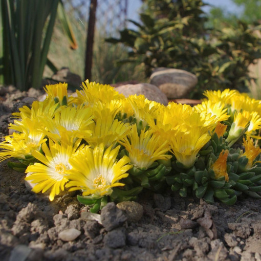 Słonecznica / Delosperma