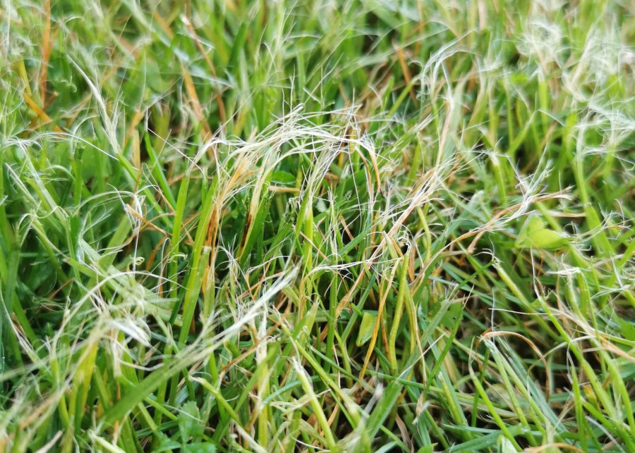 białe postrzępione końcówki trawy