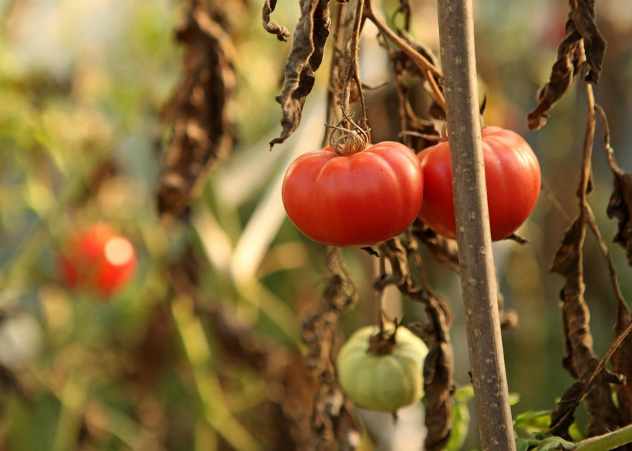 pomidory marnieją więdną żółkną liście i opadają fot. AMAR-TR - Pixabay