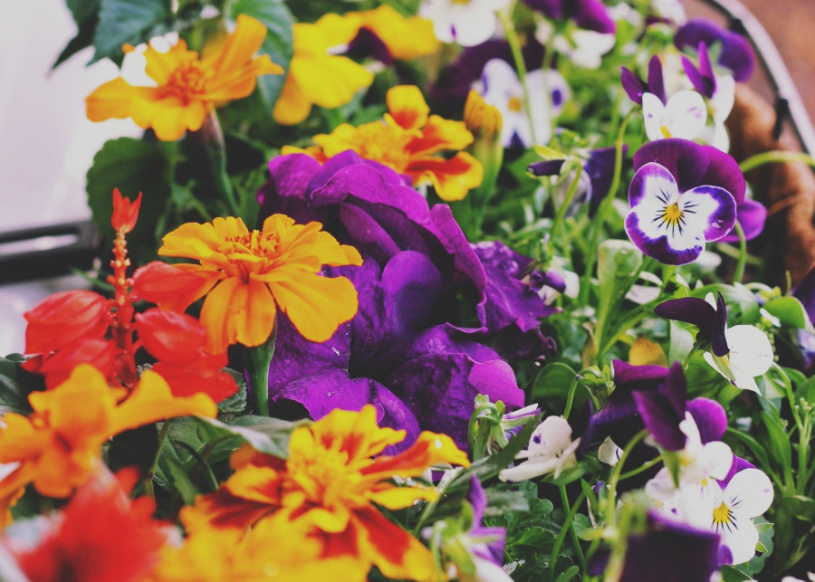 Jak sadzic kwiaty na balkonie i tarasie, fot. Joylynn Goh - Unsplash