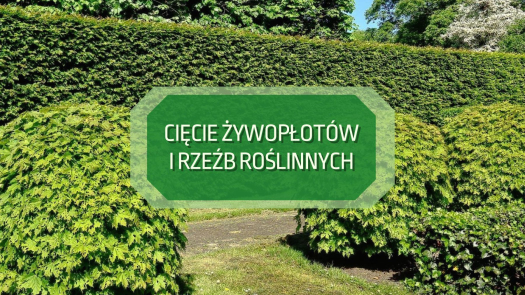 Ciecie zywoplotów i rzezb roslinnych, fot. MabelAmber - Pixabay