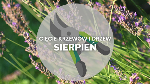 Co ciąć w sierpniu? | Przycinanie drzew i krzewów