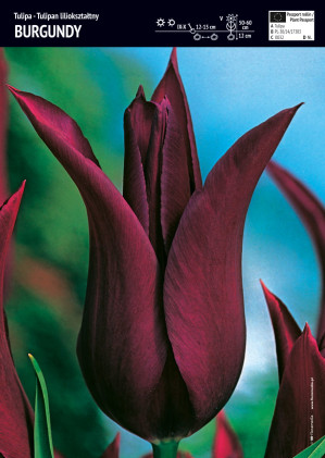 Tulipan liliokształtny Burgundy