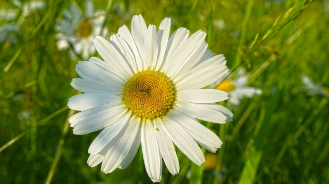 Jastrun właściwy Leucanthemum vulgare, fot. Mabel Amber - Pixabay