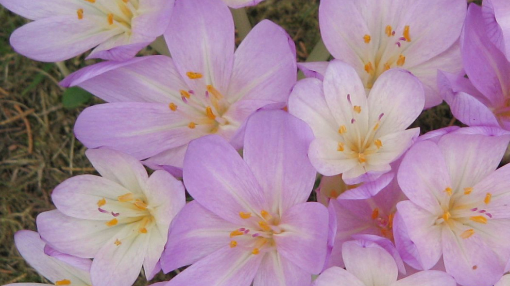 Zimowit bizantyjski Colchicum byzantinum, fot. Meneerke bloem (CC BY-SA 3.0) - Wikimedia Commons