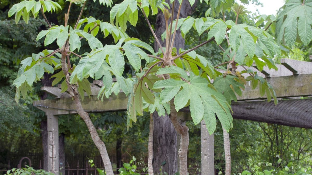 Tetrapanax papyrifer, fot. Citron (CC BY-SA 3.0) - Wikimedia Commons