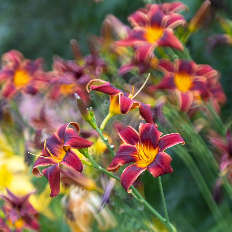 gwiazdy lipca liliowiec Hemerocallis Willow