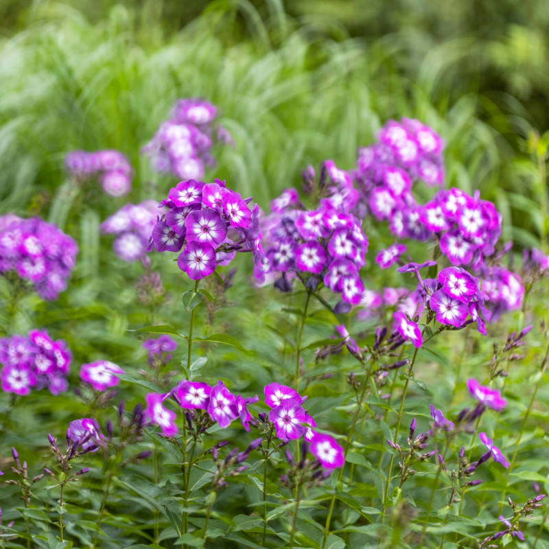 gwiazdy lipca płomyk wiechowaty Phlox paniculata Laura