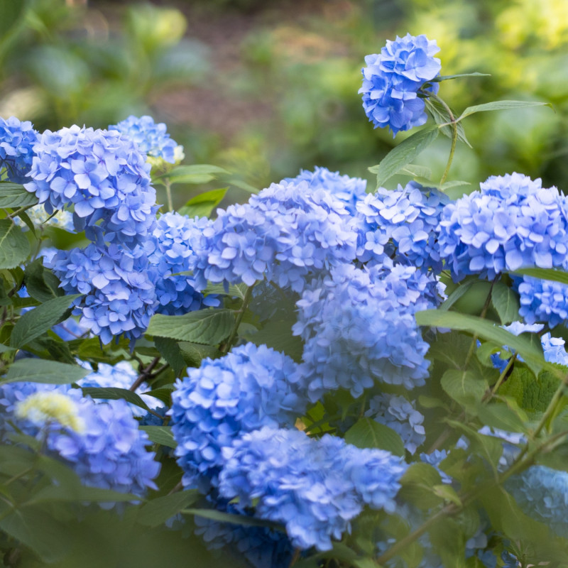 gwiazdy lipca hortensja ogrodowa Hydrangea macrophylla cameroun