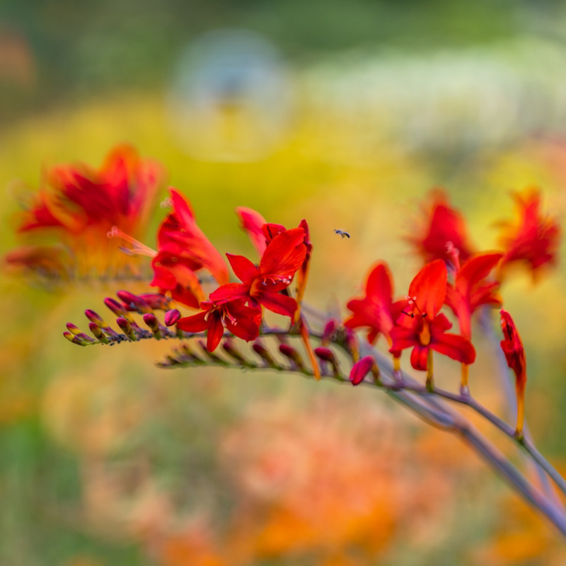 gwiazdy lipca krokosmia Crocosmia Lucifer