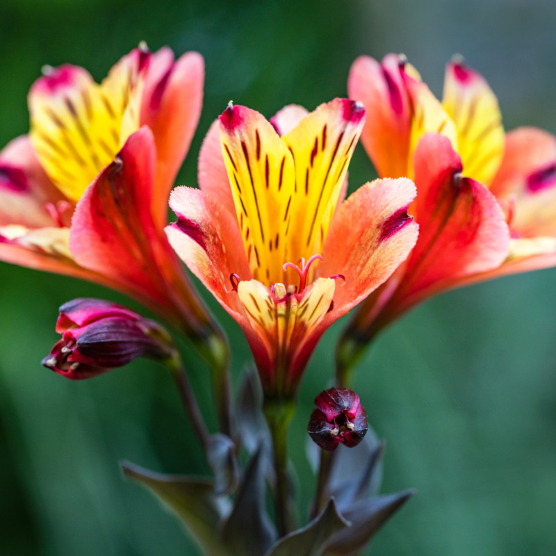 gwiazdy lipca alstremeria ogrodowa Alstroemeria Indian Summer Tesronto