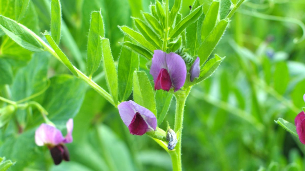 Wyka siewna Vicia sativa, fot. orestligetka.ukr.net - Depositphotos