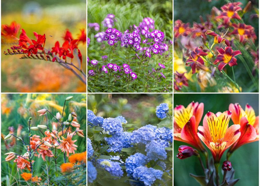 6 niezwykłych letnich roślin gwiazdy lipca