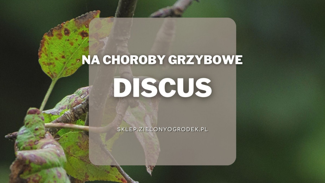 Discus skuteczny preparat na choroby grzybowe