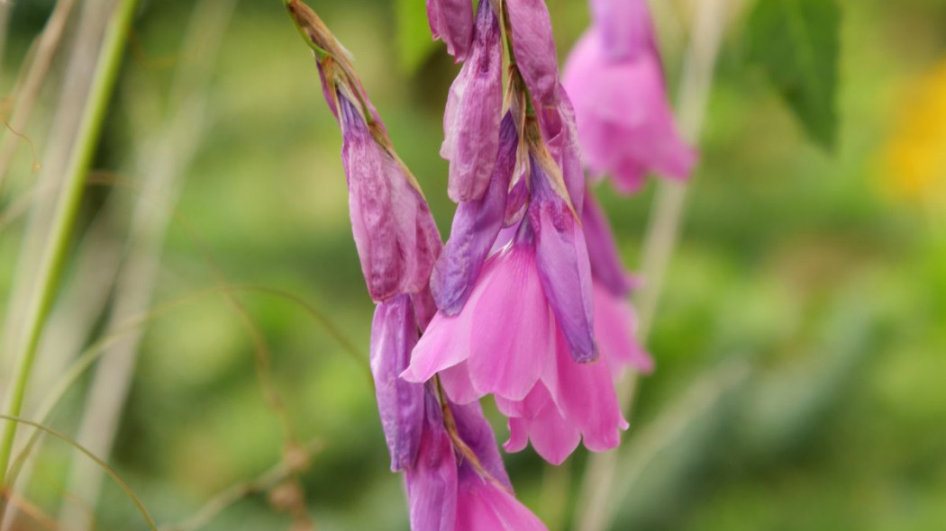 Dierama, fot. Wirestock - Depositphotos