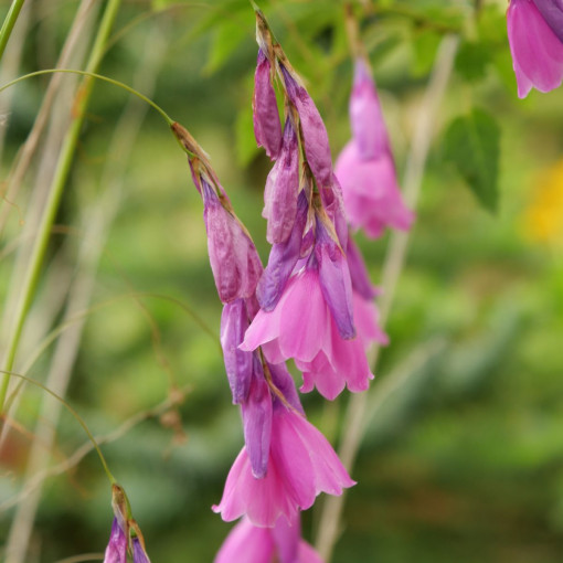 Dierama