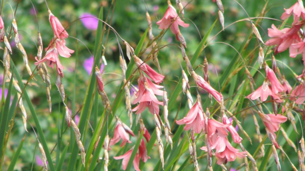 Dierama igneum, fot. peganum (CC BY-SA 2.0) - Wikimedia Commons