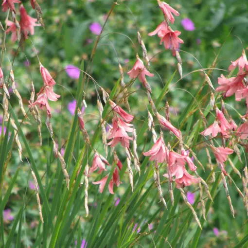 Dierama