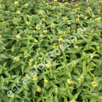 Zadrzewnia bezogonkowa 'Butterfly'
