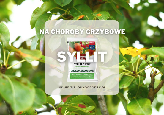 Syllit – ochrona drzew owocowych