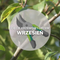 Co ciąć we wrześniu? | Przycinanie drzew i krzewów 