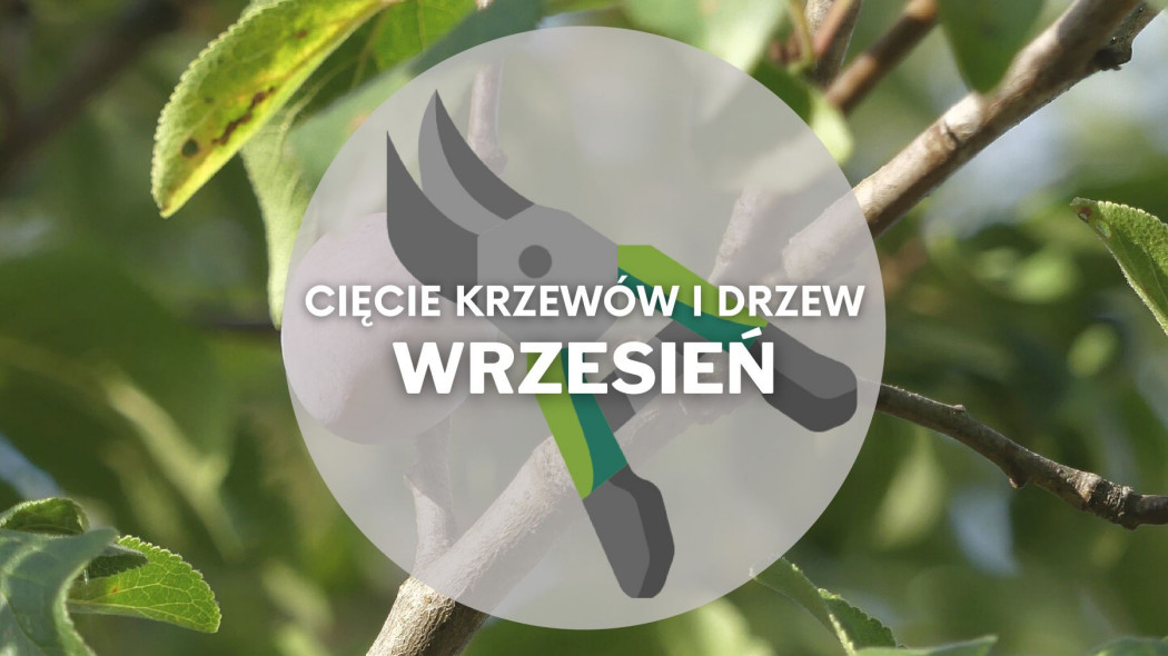 Co ciac we wrzesniu Przycinanie drzew i krzewow Wrzesniowe cięcie