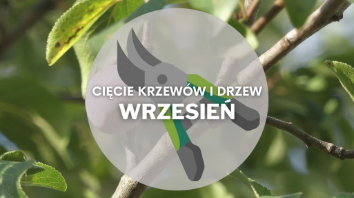 Co ciąć we wrześniu? | Przycinanie drzew i krzewów 