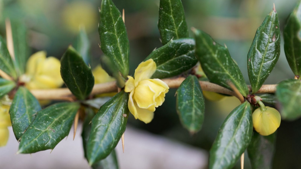 Berberys gruczolkowaty Berberis verruculosa, fot. ChWeiss - Depositphotos