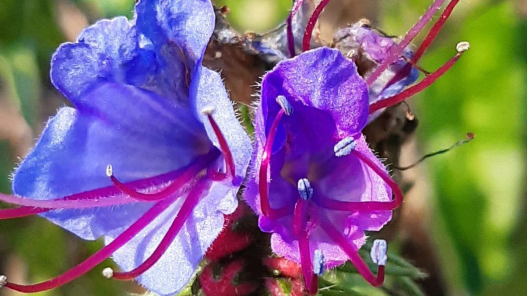 Zmijowiec zwyczajny Echium vulgare viper bugloss, fot. MariaCielo - Pixabay