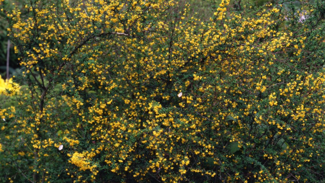 Berberys gruczolkowaty Berberis verruculosa, fot. iVerde