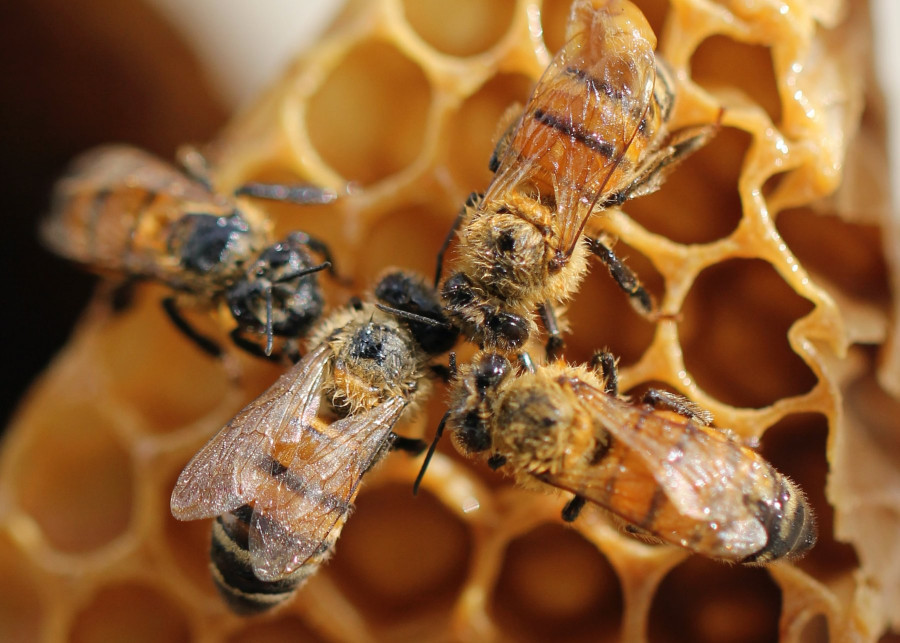 Jak skutecznie i rozsadnie pomagac pszczolom, fot. Shelby Cohron - Unsplash