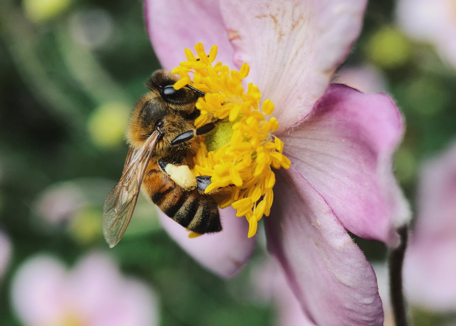Ogrod przyjazny pszczolom dla pszczol, fot. Aaron Burden - Unsplash