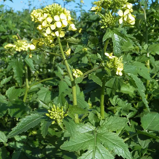 Gorczyca biała
