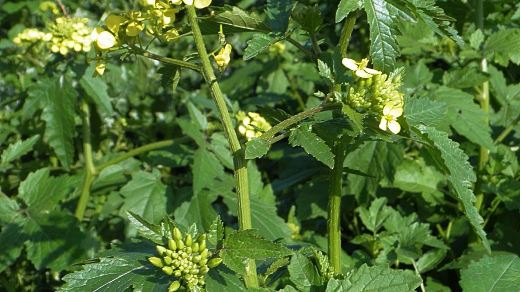 Gorczyca biala Sinapis alba, fot. Ariel Palmon (CC BY-SA 3.0) - Wikimedia Commons