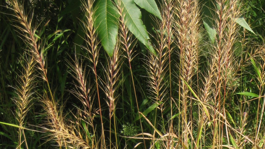 Jezotka rozpierzchla Elymus hystrix, fot. Daderot - Wikimedia Commons
