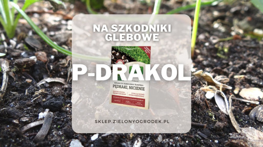 P-Drakol – preparat na groźne szkodniki glebowe