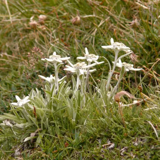 Szarotka alpejska