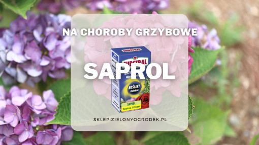 Saprol – zwalczanie chorób u roślin ozdobnych