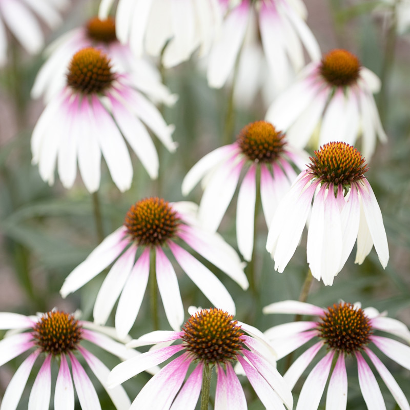 6 roślin kwitnących latem - jeżówka Echinacea JS Engeltje