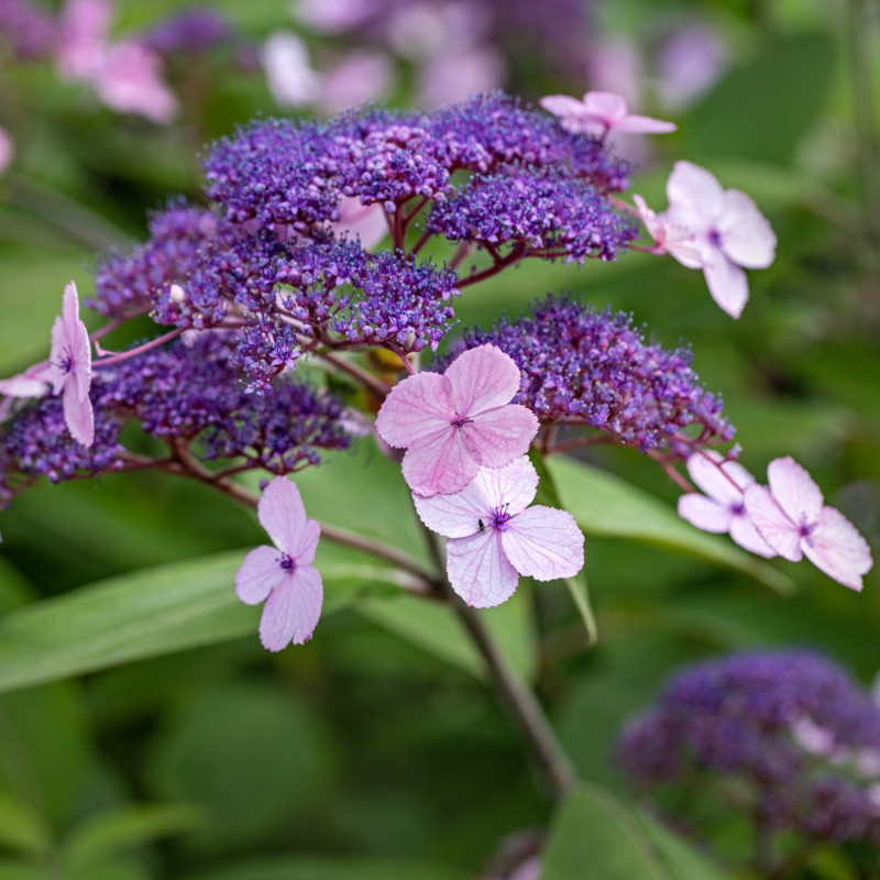 6 roślin kwitnących latem - hortensja kosmata Hydrangea aspera Velvet and Lace