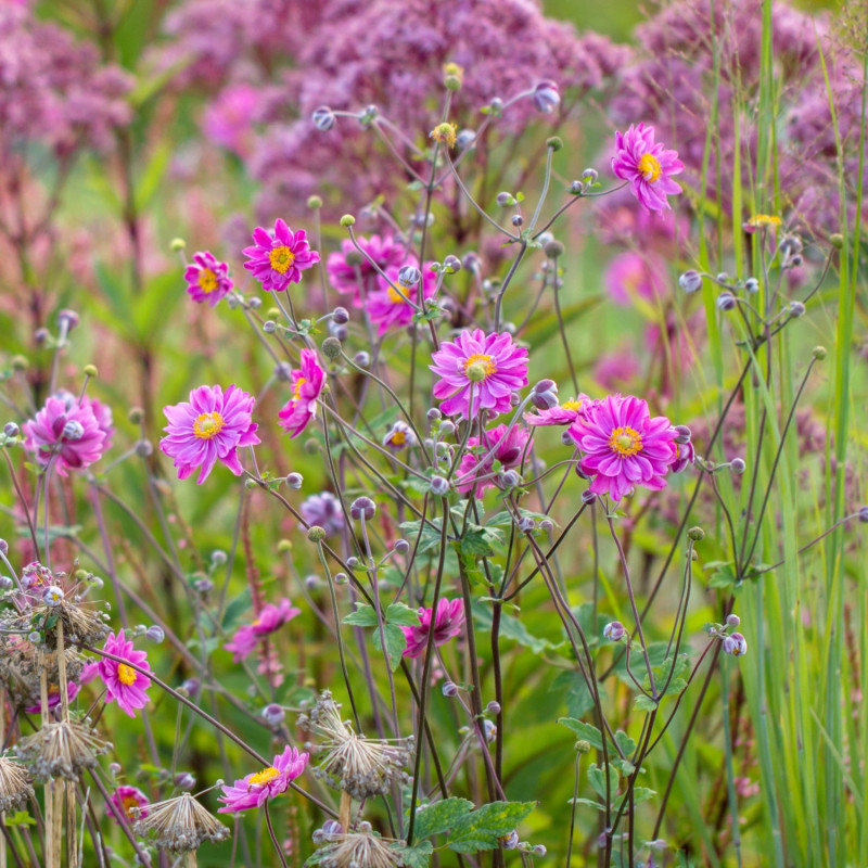 6 roślin kwitnących latem - zawilec mieszańcowy Anemone x hybrida Pamima