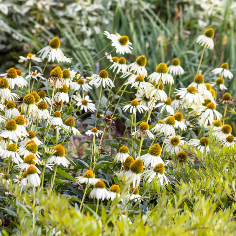 6 roślin kwitnących latem - jeżówka purpurowa Echinacea purpurea White Swan