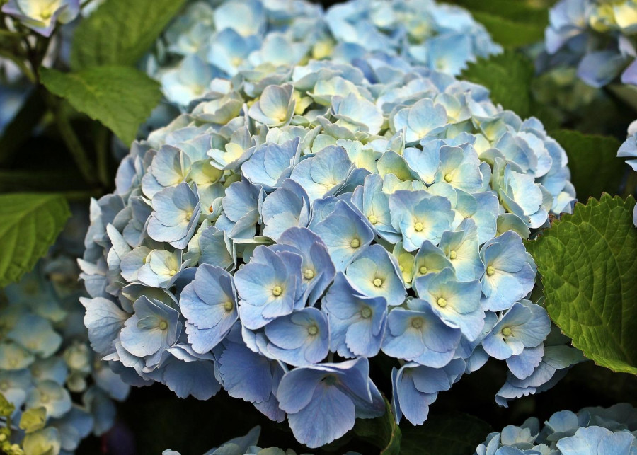 kwiaty hortensji tracą kolor fot. pixel2013 - Pixabay